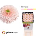Гербера-Gerbera-Gr Gerrondo Terra Himalia-50cm 81155acb-7826-11ef-0a80-0d58000a6ad0