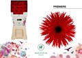 Гербера-Gerbera-Gr Gerspider Premiere-50cm 811885fc-7826-11ef-0a80-0d58000a6ad3