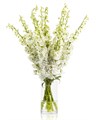 Дельфиниум-Delphinium-Snow White-90cm-Bg 811a00a7-b52e-11ed-0a80-0cc40041127b