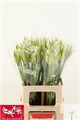 Нерине-Nerine-Bo Biancaneve-60cm 0d5b1f5d-7850-11ed-0a80-073a0025de2f