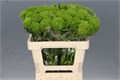 Вибурнум-Viburnum-Roseum St--100cm 00c637fc-bfa4-11ec-0a80-0b4c00068a01