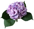 Гортензия-Hydrangea-Candy Floss Milka-70cm-Ft 811b2335-bfa6-11ec-0a80-0b4c0008d7aa