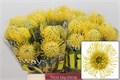 Леукоспермум-Leucospermum-High Gold-40cm 81261301-7826-11ef-0a80-0d58000a6ad9