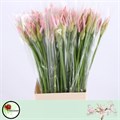 Нерине-Nerine-Sofie-70cm 812960dd-7826-11ef-0a80-0d58000a6adc