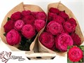 Роза-Rosa-Gr Just More!-60cm 812ce219-1c6c-11ed-0a80-012e004ac17e