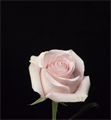 Роза-Rosa-Luciano-60cm-AS 812d22c9-bfa9-11ec-0a80-0b4c000be21f