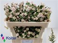 Снежноягодник-Symphoricarpos-Pink Berry Grp Magic-70cm 8133ba9f-7826-11ef-0a80-0d58000a6adf
