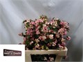 Снежноягодник-Symphoricarpos-Pink Berry Grp Magic-60cm 81370df3-7826-11ef-0a80-0d58000a6ae2