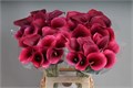 Калла-Zantedechia-Captain Promise-70cm 81425a8a-7826-11ef-0a80-0d58000a6ae8