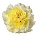Гвоздика-Dianthus-RODAS 814c11bc-f812-11ef-0a80-1919001bb0fe