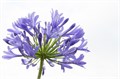 Агапантус-Agapanthus-Milka-80cm 814c1a0e-1c6c-11ed-0a80-012e004ac182