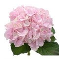 Гортензия-Hydrangea-Force Pink-70cm-Bg 8156082f-bfa6-11ec-0a80-0b4c0008d7db