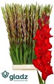 Гладиолус Gr-Gladiolus Gr-Red Balance-130cm 815781fd-7826-11ef-0a80-0d58000a6af1