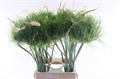 Аллиум-Allium-Catweazle-65cm 815a426a-1c6c-11ed-0a80-012e004ac185