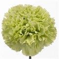 Гвоздика ст-Dianthus st-Goblin-60cm 0d64e13b-bfa4-11ec-0a80-0b4c0006950b