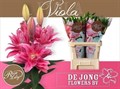 Лилия-Lilium-Du Rl Viola--85cm 815d23c8-72ea-11ed-0a80-066a001e37f2