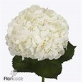 Гортензия-Hydrangea-Ice Age-70cm-Bg 81608c5b-bfa6-11ec-0a80-0b4c0008d7e5