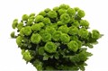 Хризантема куст-Chrysant Tr-Code Green-70cm 816b754c-7826-11ef-0a80-0d58000a6af7