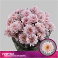 Хризантема куст-Chrysant Tr-Dochrypasblush-70cm 816ed493-7826-11ef-0a80-0d58000a6afa