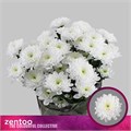 Хризантема куст-Chrysant Tr-Altaj-70cm 81722eb3-7826-11ef-0a80-0d58000a6afd