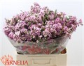 Ваксфлауэр-Chamelacium-Alouana-60cm-90gr 0d654ec2-557b-11ee-0a80-020700364fa7