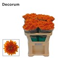 Хризантема одн-Chrysant Gr-Bellavista-75cm 817f42f6-7826-11ef-0a80-0d58000a6b03