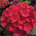 Гортензия-Hydrangea-Magical Trophy-70cm-Ft 818bc074-bfa6-11ec-0a80-0b4c0008d80c