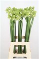 Орнитогалум-Ornitogalum-Saundersiae Dikke-70cm 0d665570-7850-11ed-0a80-073a0025de32