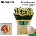 Хризантема одн-Chrysant Gr-Vienna Copper-80cm 81a96910-7826-11ef-0a80-0d58000a6b1e