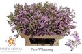 Ваксфлауэр-Chamelacium-Wendy Rose-70cm 81acd0d0-7826-11ef-0a80-0d58000a6b21