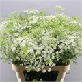 Амми-Ammi-Visnaga- Cassablanca-70cm 81bbd265-d5c1-11ec-0a80-0dfb0007ed96