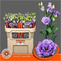 Лизиантус G-Lisianthus G-Corelli Lavender-70cm 81bce4b0-7826-11ef-0a80-0d58000a6b2d
