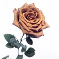 Роза-Rosa-Toffe Dalia-60cm-SD 81c29555-6b27-11ed-0a80-0fe10011d2af