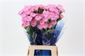 Гвоздика ст-Dianthus st-Clearwater -70cm 81cc45ee-7826-11ef-0a80-0d58000a6b33