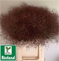 Котинус-Cotinus-C Royal Purple-70cm 81d9a357-bfa4-11ec-0a80-0b4c000706a1