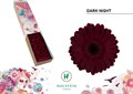 Гербера-Gerbera-Mi Dark Night-45cm 81dd9d10-7826-11ef-0a80-0d58000a6b39
