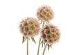 Скабиоза-Scabiosa-Stellata Zd-80cm 81de95d4-bfa5-11ec-0a80-0b4c0007f9ee