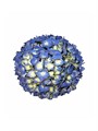 Гортензия-Hydrangea-Candy Floss Blue-60cm-Ft 81e40ed7-bfa6-11ec-0a80-0b4c0008d852