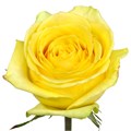 Роза-Rosa-Hummer-60cm-IS 820cd8a9-cc56-11ec-0a80-08ab0067f1aa