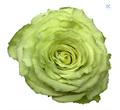 Роза-Rosa-Lemonade-60cm-FL 82230891-bfa9-11ec-0a80-0b4c000be447