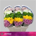 Хризантема сант-Chrysant sant-Pompon Gem Bs-55cm-110gr 8225ac35-d5c1-11ec-0a80-0dfb0007ed99