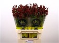 Кровохлёбка лекарственная-Sanguisorba officinalis-Red Dream-85cm 0d6c041b-fd72-11ed-0a80-0db50025ee52