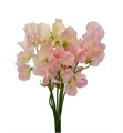 Латирус-Lathyrus-Champagn King-50cm 824e037c-bfa4-11ec-0a80-0b4c00070716