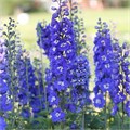 Дельфиниум-Delphinium-Blue Bird-80cm-EA 8252c780-25e2-11f0-0a80-0c98002b6c7b