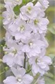 Дельфиниум-Delphinium-Pacific Galahad-80cm-EA 82560ac7-25e2-11f0-0a80-0c98002b6c82
