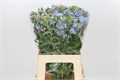 Оксипеталум-Oxypetalum-Tweedia Blue-60cm 0d6c91f0-7850-11ed-0a80-073a0025de35