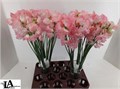 Латирус-Lathyrus-L A Romance-40cm 825c6c1a-bfa4-11ec-0a80-0b4c00070726