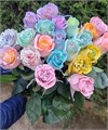 Роза-Rosa-Easter Tinted-50cm-BA 825d9f25-c323-11ed-0a80-0c8b000e821c