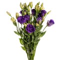 Лизиантус-Lisianthus-Purple-60cm 825f4af0-25e2-11f0-0a80-0c98002b6c99