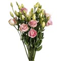 Лизиантус-Lisianthus-Rose-60cm 82623963-25e2-11f0-0a80-0c98002b6ca0